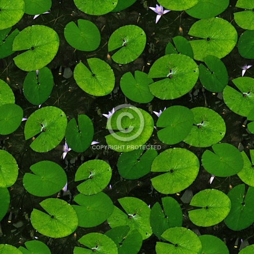 Lily Pads 01