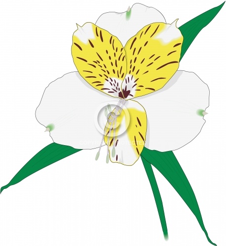 Peruvian Lily 01