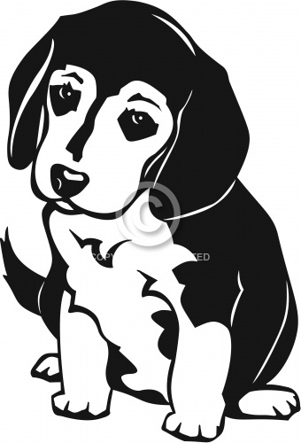 Beagle Pup 01