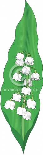 Lily of the Valley 01