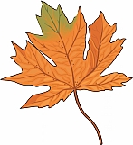 Maple Leaf 02