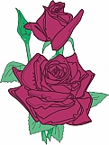Roses 01