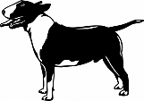 Bull Terrier 01