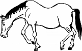 Horse 08
