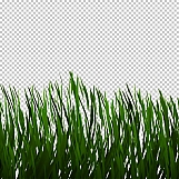 Grass 13