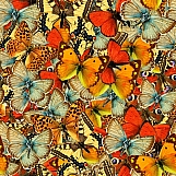 Butterflies 02