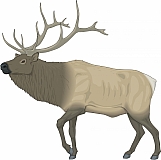 Elk 02