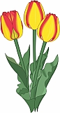 Tulips 02