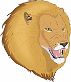 Lion 09
