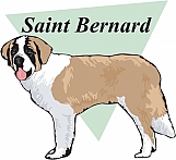 Saint Bernard 03