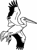Pelican 03