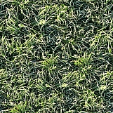 Grass 34
