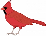 Cardinal 02