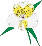 Peruvian Lily 01