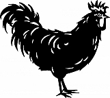 Rooster 01