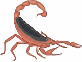 Scorpion 03