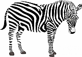 Zebra 03