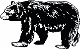 Bear 05