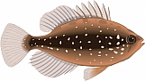 Pygmy Sunfish 01