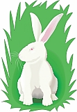 Rabbit 02