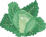 Cabbage 01