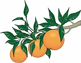 Orange Tree Limb 01