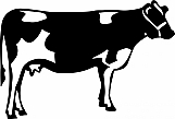Cow 02