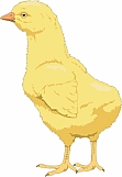 Chick 02