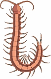 Centipede 01
