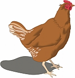 Chicken 03