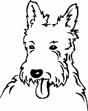 West Highland Terrier 01