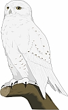Owl 06
