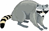 Raccoon 02