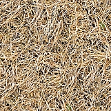 Grass 36