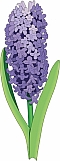 Hyacinth 02
