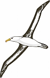 Albatross 02