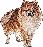 Pomeranian 02