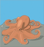 Octopus 01