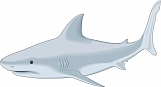 Shark 05