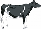 Cow 06