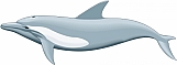 Dolphin 02