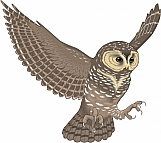 Owl 08