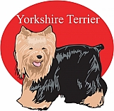 Yorkshire Terrier 01