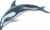 Dolphin 03