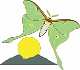 Moth 02