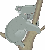 Koala 03
