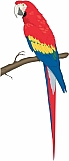 Macaw 02