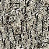 Tree Bark 18