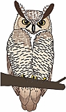 Owl 09