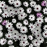 Flowers 07